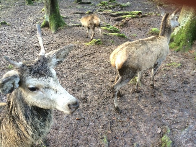 Online-Kurs Wildtierkunde